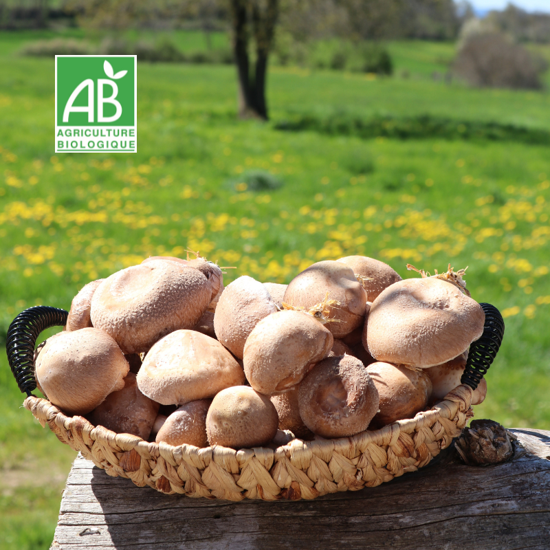 Shiitakes BIO frais