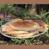Shiitakes BIO frais