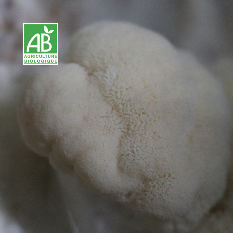 Lion's mane BIO frais