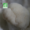 Lion's mane BIO frais
