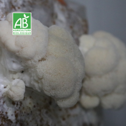 Lion's mane BIO frais