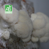 Lion's mane BIO frais