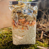 Risotto de pleurotes gris