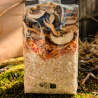 Risotto de shiitakes