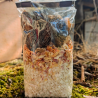 Risotto de morilles