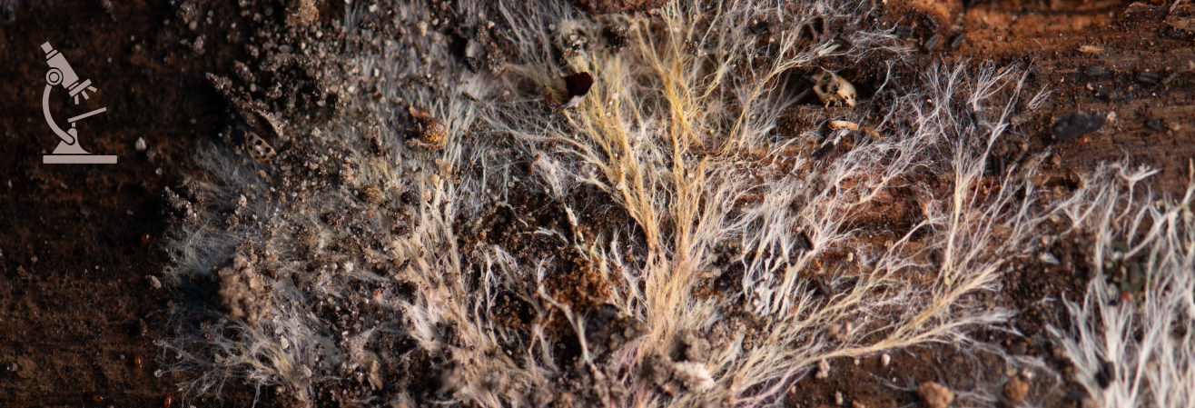 Le mycélium : le monde caché sous nos pieds