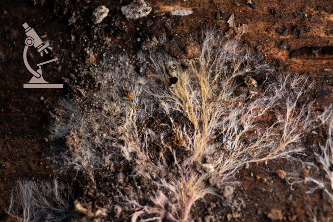 Le mycélium : le monde caché sous nos pieds