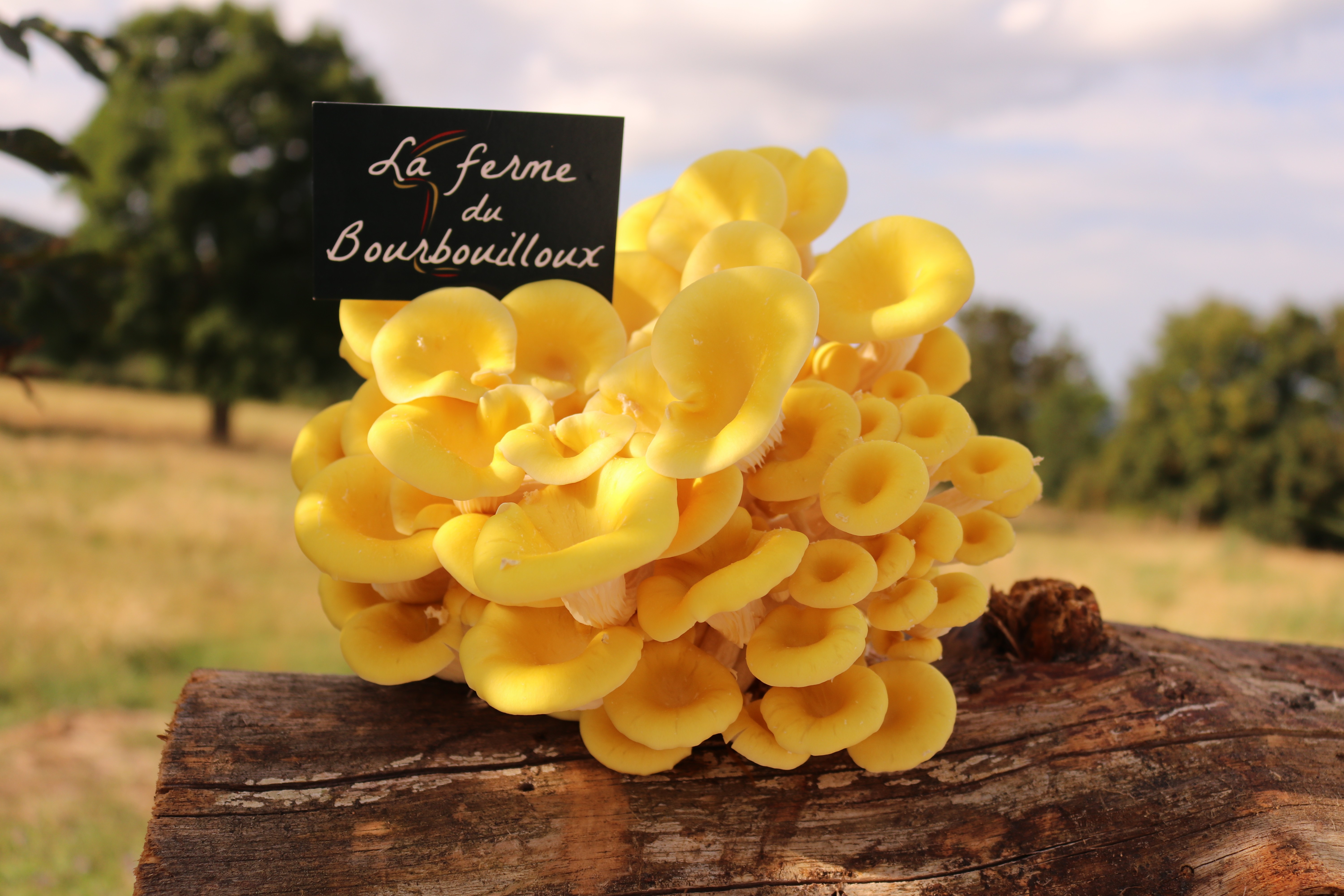 Pleurotes jaunes poêlées au citron, ail doux et herbes fraîches