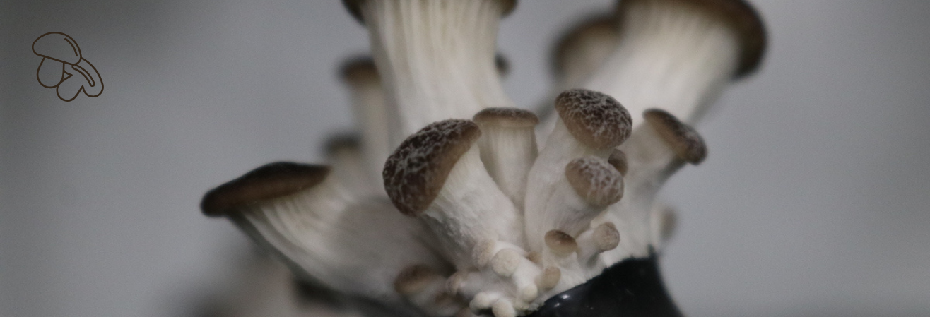 Le cycle du champignon — Épisode 3 : la fructification