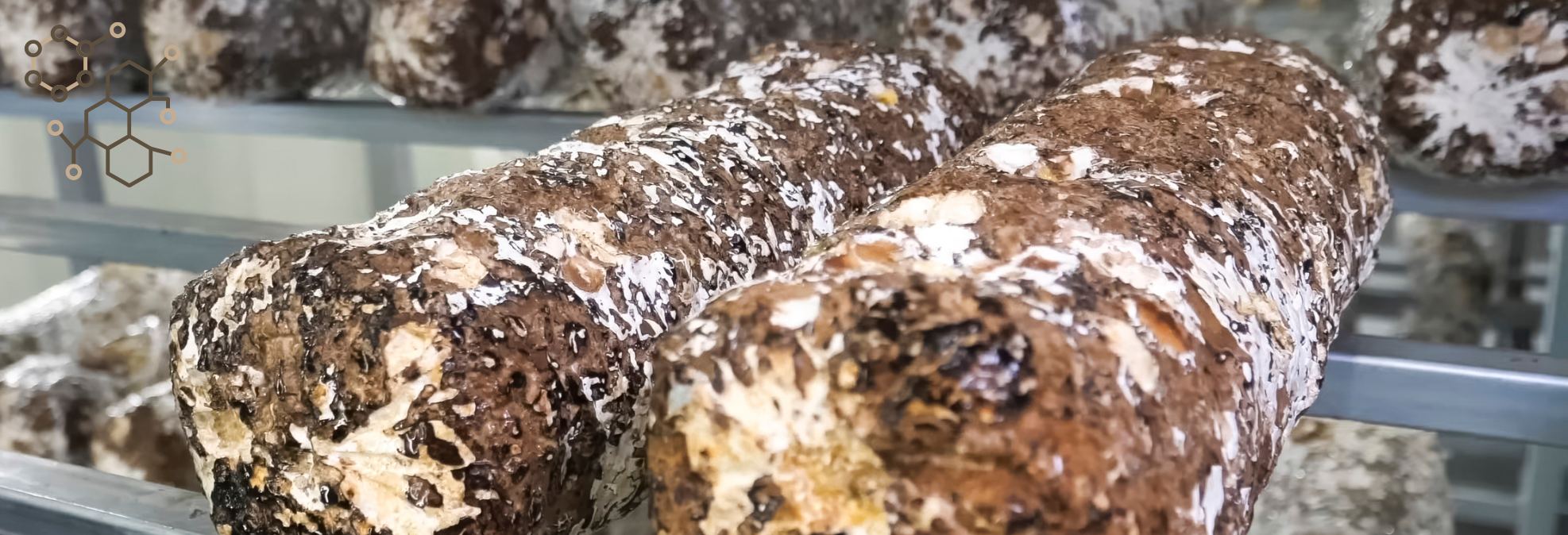 Le cycle du champignon — Épisode 2 : le substrat