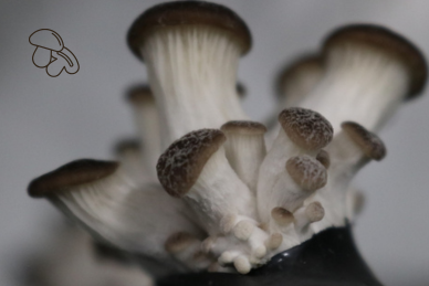 Le cycle du champignon — Épisode 3 : la fructification