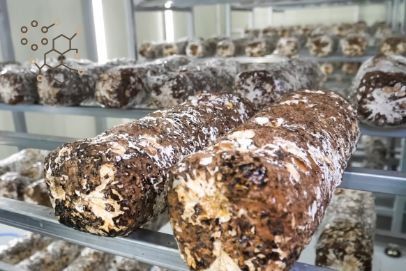 Le cycle du champignon — Épisode 2 : le substrat